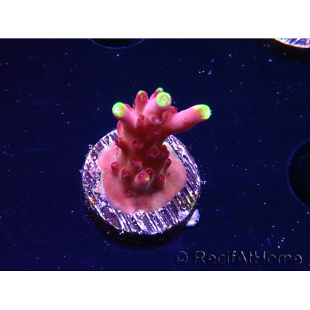 WYSIWYG JF Acropora Fox Flame