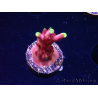 WYSIWYG JF Acropora Fox Flame 5O7