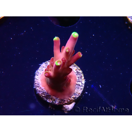 WYSIWYG JF Acropora Fox Flame