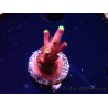 WYSIWYG JF Acropora Fox Flame 5O8