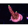WYSIWYG JF Acropora Fox Flame