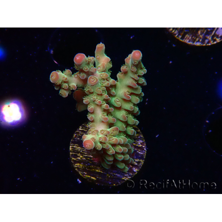 WYSIWYG RAH Acropora Astro-berry