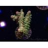 WYSIWYG RAH Acropora Astro-berry