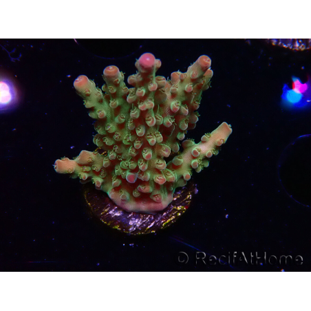 WYSIWYG RAH Acropora Astro-berry 5P4