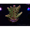 WYSIWYG RAH Acropora Astro-berry
