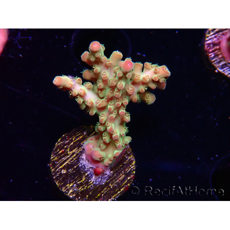 WYSIWYG RAH Acropora Astro-berry