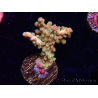 WYSIWYG RAH Acropora Astro-berry