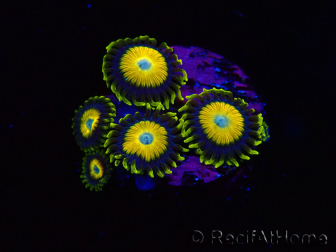 WYSIWYG Zoanthus Scrambled Eggs