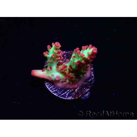 WYSIWYG RAH Acropora microclados Strawberry Shortcake 5P6