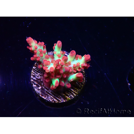 WYSIWYG RAH Acropora microclados Strawberry Shortcake 5P7