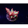 WYSIWYG RAH Acropora microclados Strawberry Shortcake 5P7