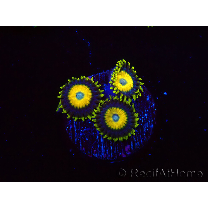WYSIWYG Zoanthus Scrambled Eggs