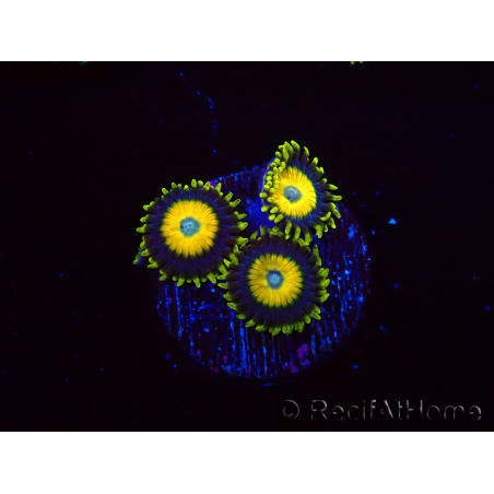 WYSIWYG Zoanthus Scrambled Eggs