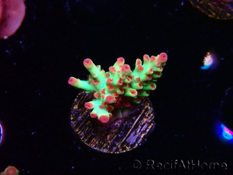 WYSIWYG RAH Acropora microclados Strawberry Shortcake