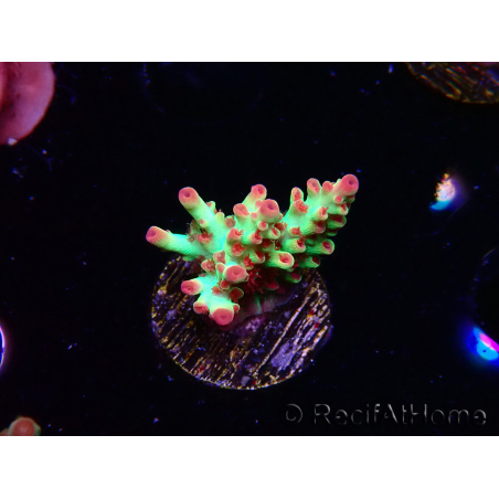 WYSIWYG RAH Acropora microclados Strawberry Shortcake 5P8