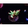 WYSIWYG RAH Acropora microclados Strawberry Shortcake