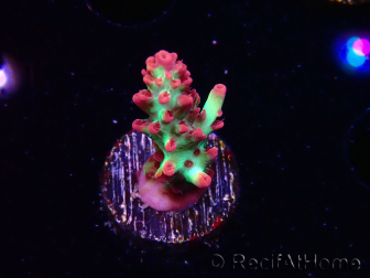 WYSIWYG RAH Acropora microclados Strawberry Shortcake