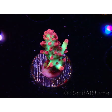 WYSIWYG RAH Acropora microclados Strawberry Shortcake 5P9