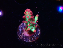WYSIWYG RAH Acropora microclados Strawberry Shortcake