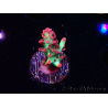 WYSIWYG RAH Acropora microclados Strawberry Shortcake