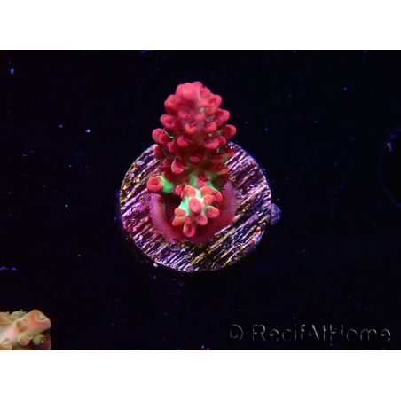 WYSIWYG RAH Acropora microclados Strawberry Shortcake 5P10