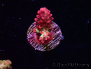 WYSIWYG RAH Acropora microclados Strawberry Shortcake