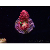 WYSIWYG RAH Acropora microclados Strawberry Shortcake