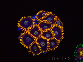 WYSIWYG - Zoanthus Rainbow Hornet