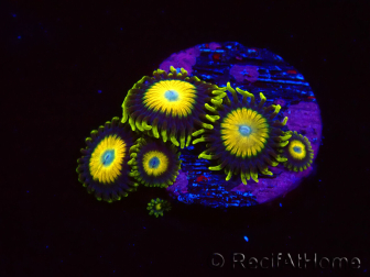 WYSIWYG Zoanthus Scrambled Eggs