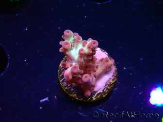 WYSIWYG RAH Acropora Pandora Fiji