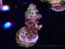 WYSIWYG RAH Acropora Pandora Fiji