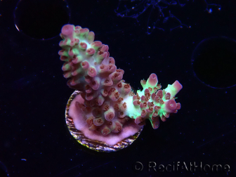 WYSIWYG RAH Acropora Pandora Fiji
