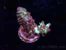 WYSIWYG RAH Acropora Pandora Fiji