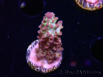 WYSIWYG RAH Acropora Pandora Fiji 5K10