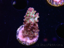 WYSIWYG RAH Acropora Pandora Fiji 5K10