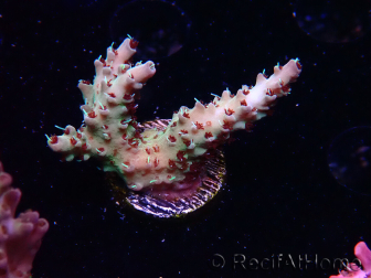 WYSIWYG RAH Acropora Basilisk