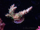 WYSIWYG RAH Acropora Basilisk