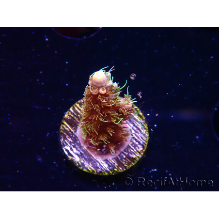 WYSIWYG CC Acropora Vodoo Majick