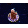 WYSIWYG CC Acropora Vodoo Majick 5Q6