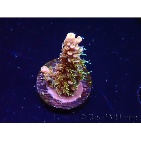 WYSIWYG CC Acropora Vodoo Majick