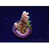 WYSIWYG CC Acropora Vodoo Majick