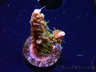 WYSIWYG CC Acropora Vodoo Majick