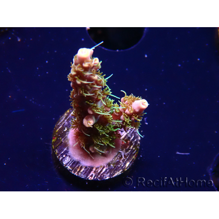 WYSIWYG CC Acropora Vodoo Majick
