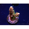 WYSIWYG CC Acropora Vodoo Majick