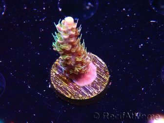 WYSIWYG CC Acropora Vodoo Majick
