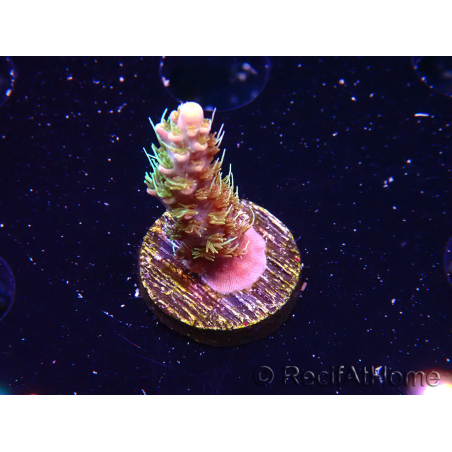 WYSIWYG CC Acropora Vodoo Majick 5Q9