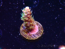 WYSIWYG CC Acropora Vodoo Majick