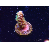 WYSIWYG CC Acropora Vodoo Majick 5Q9