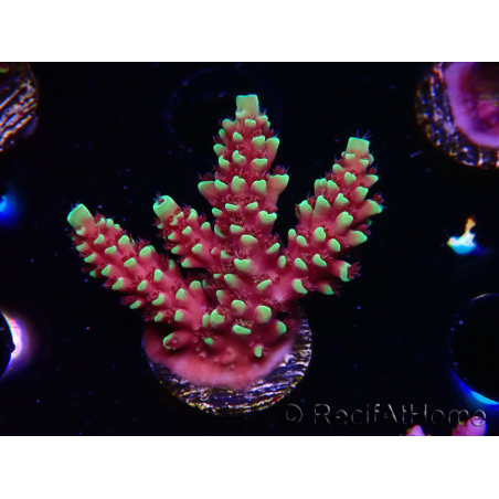 WYSIWYG Acropora Dragon Breath