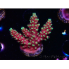 WYSIWYG Acropora Dragon Breath 5R1
